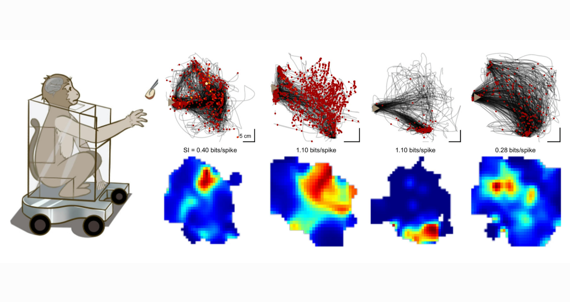 Study Reveals How the Macaque Brain “Navigates” Hand Movements: A “GPS-like” Neural Encoding Mechanism