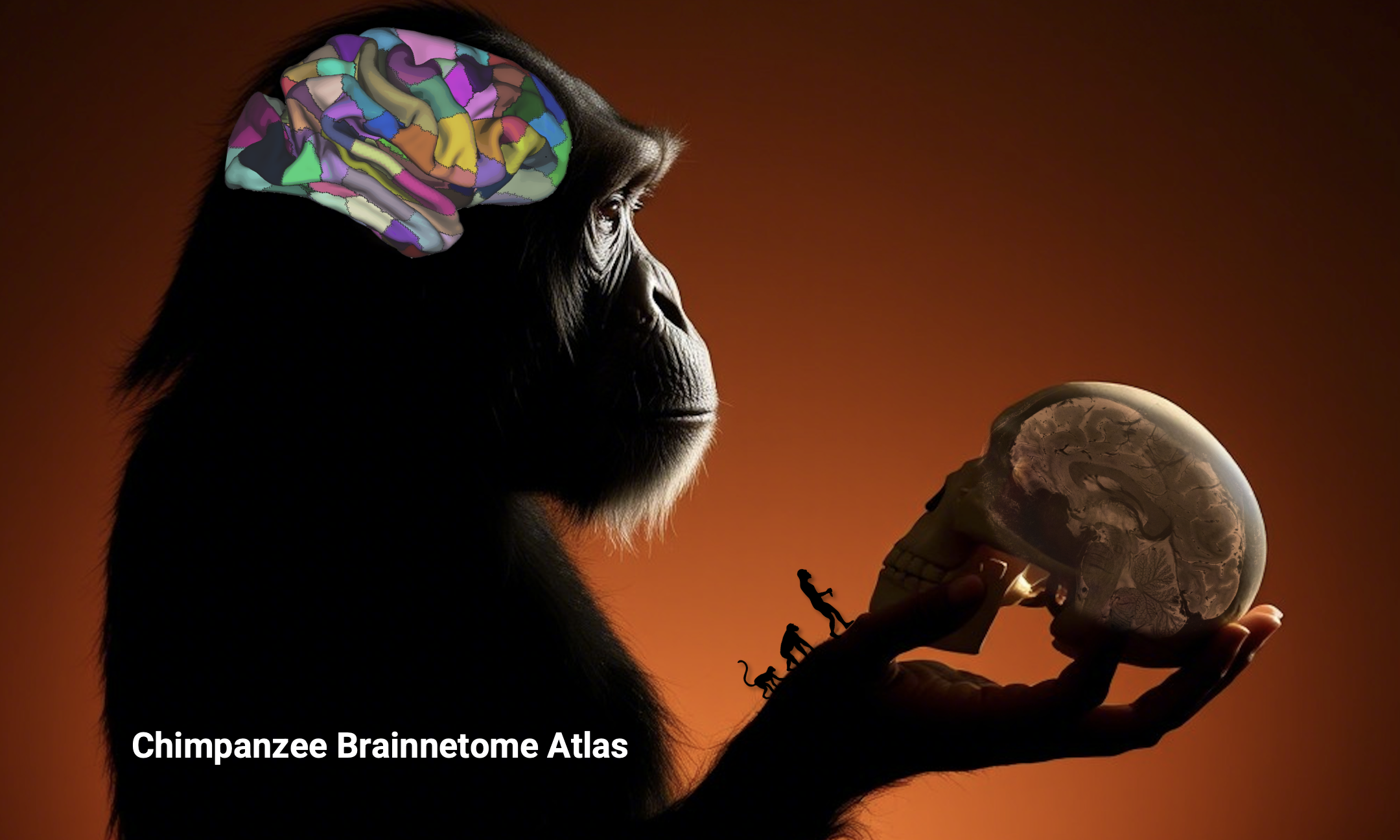 Chimpanzee Brainnetome Atlas Released: Cross-Species Research Reveals New Clues to Human Brain Evolution