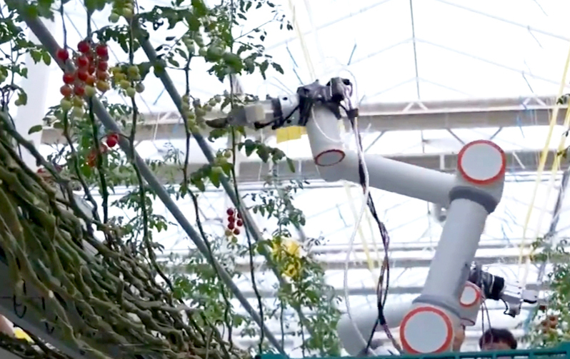 自动化所串番茄采摘机器人获2026年智慧农业创新大赛冠军